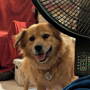 Fundraising Page: Mimi Rollins